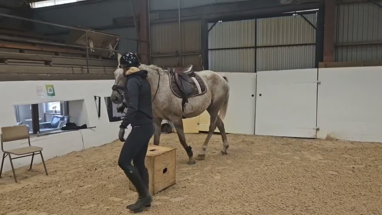 Hoppning hästar till salu: Riktig sagohäst - Video 5