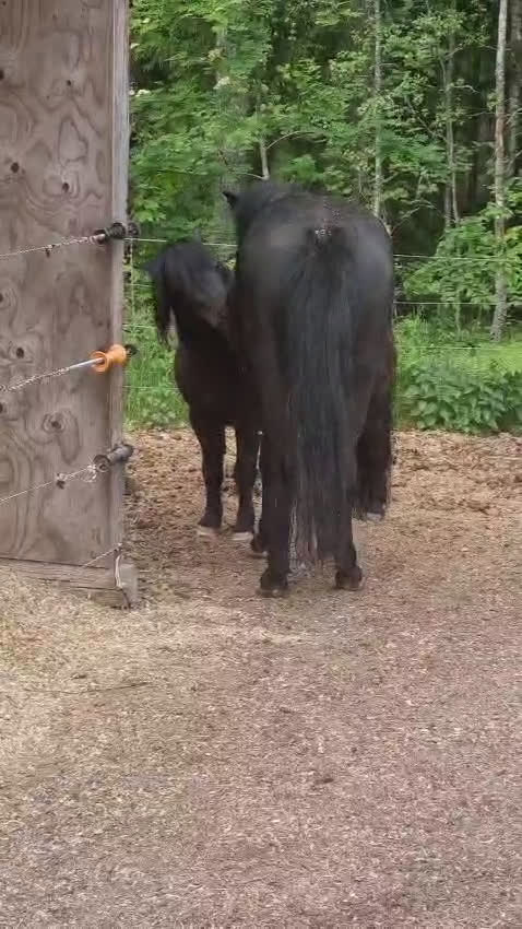 Övrigt hästar till salu: Nytt hem sökes i Sorunda - Video 3