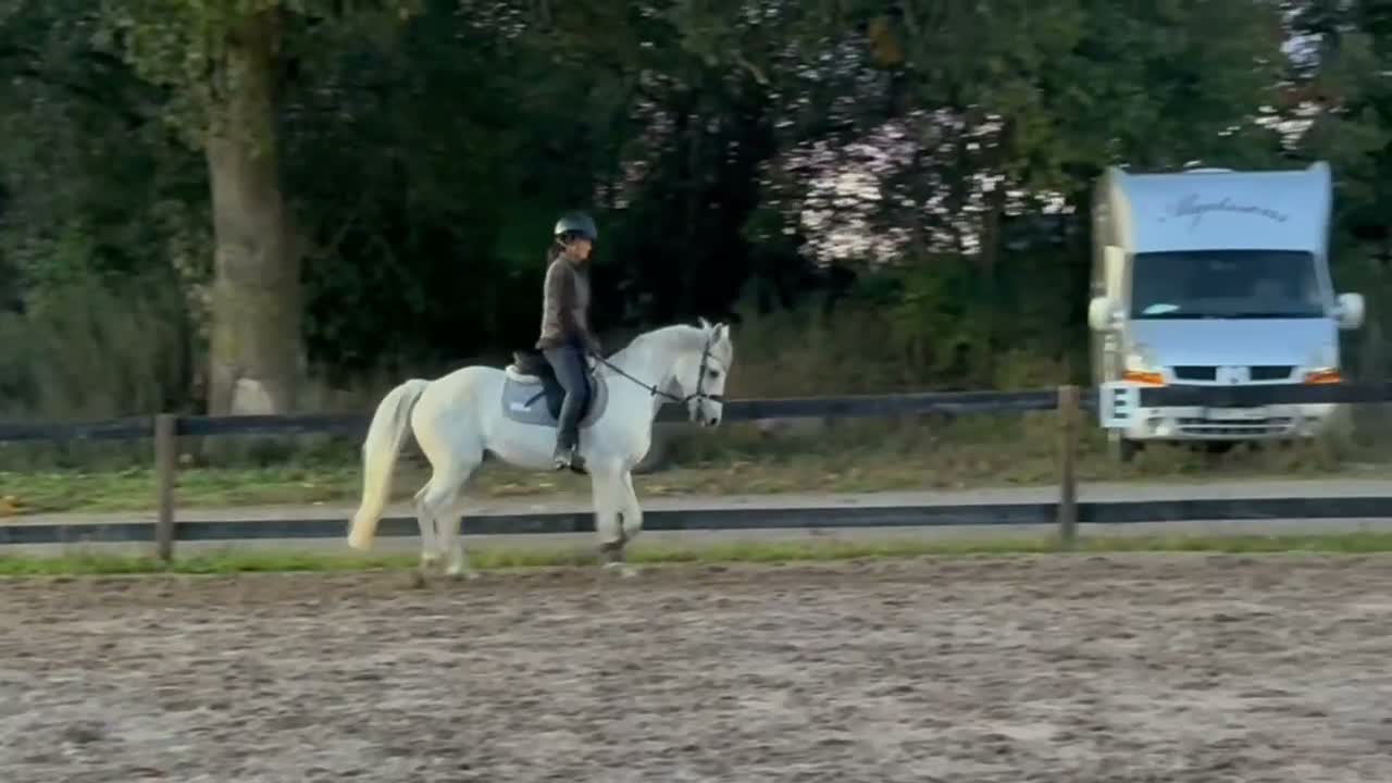 Hoppning hästar till salu: BEEZIES BOUNTY BOY🤍 - Video 3