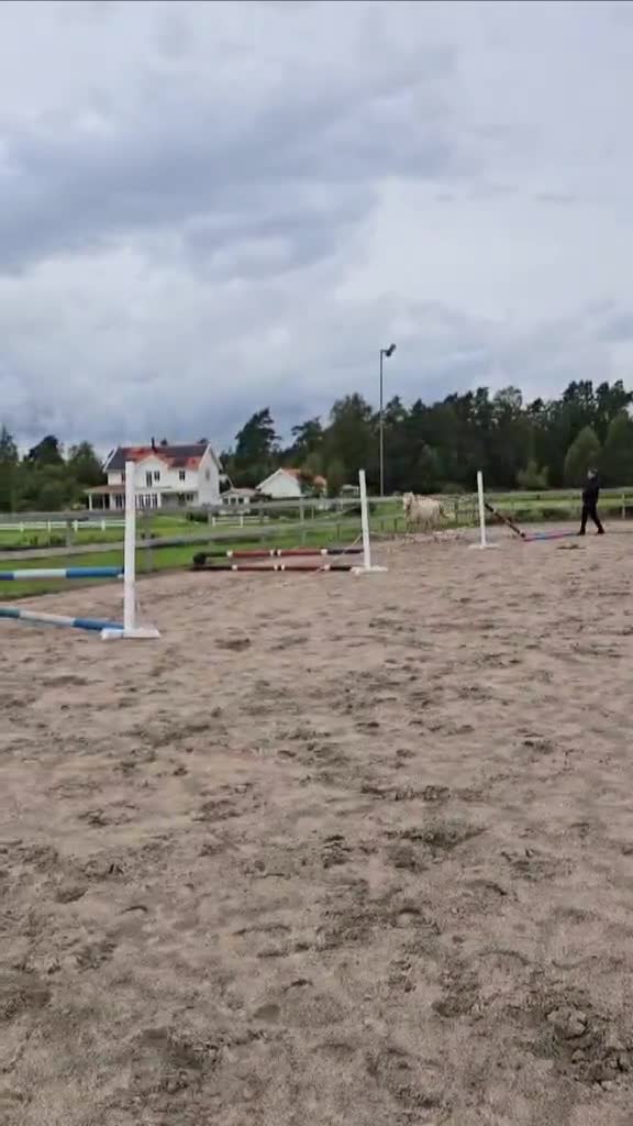 Allround hästar till salu: Ungponny med potential  - Video 2
