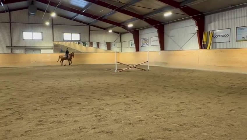 Hoppning hästar till salu: Hopphäst i Njurunda - Video 2