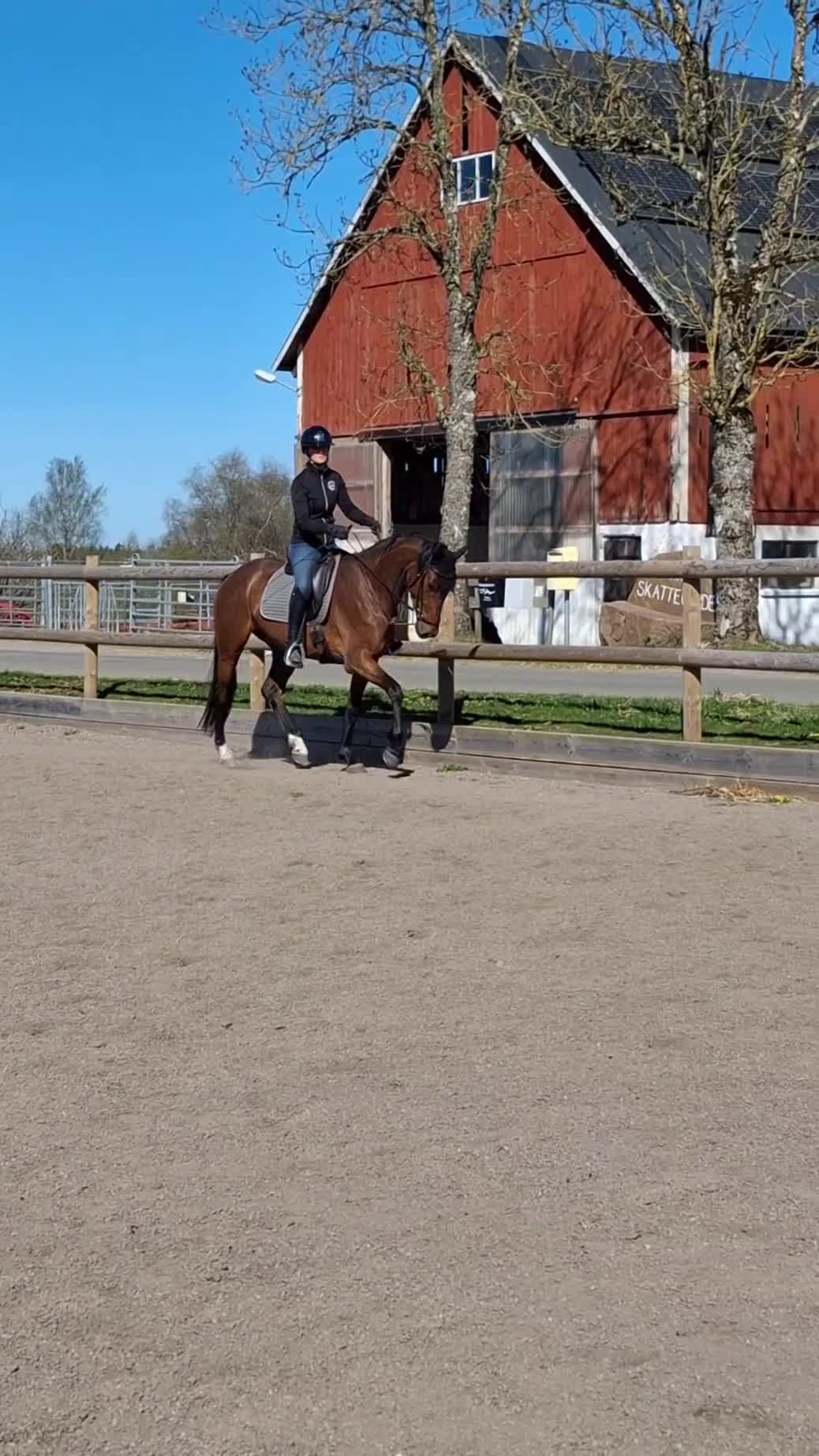 Dressyr hästar till salu: Ädelt välstammat 3-årigt dressyrsto - Video 2