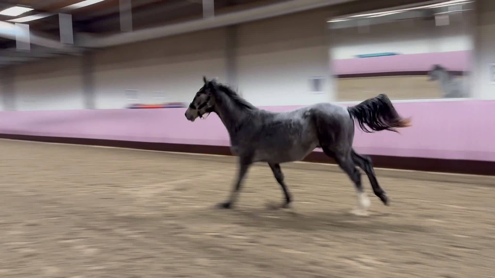 Hoppning hästar till salu: 2 åring för framtiden  - Video 2