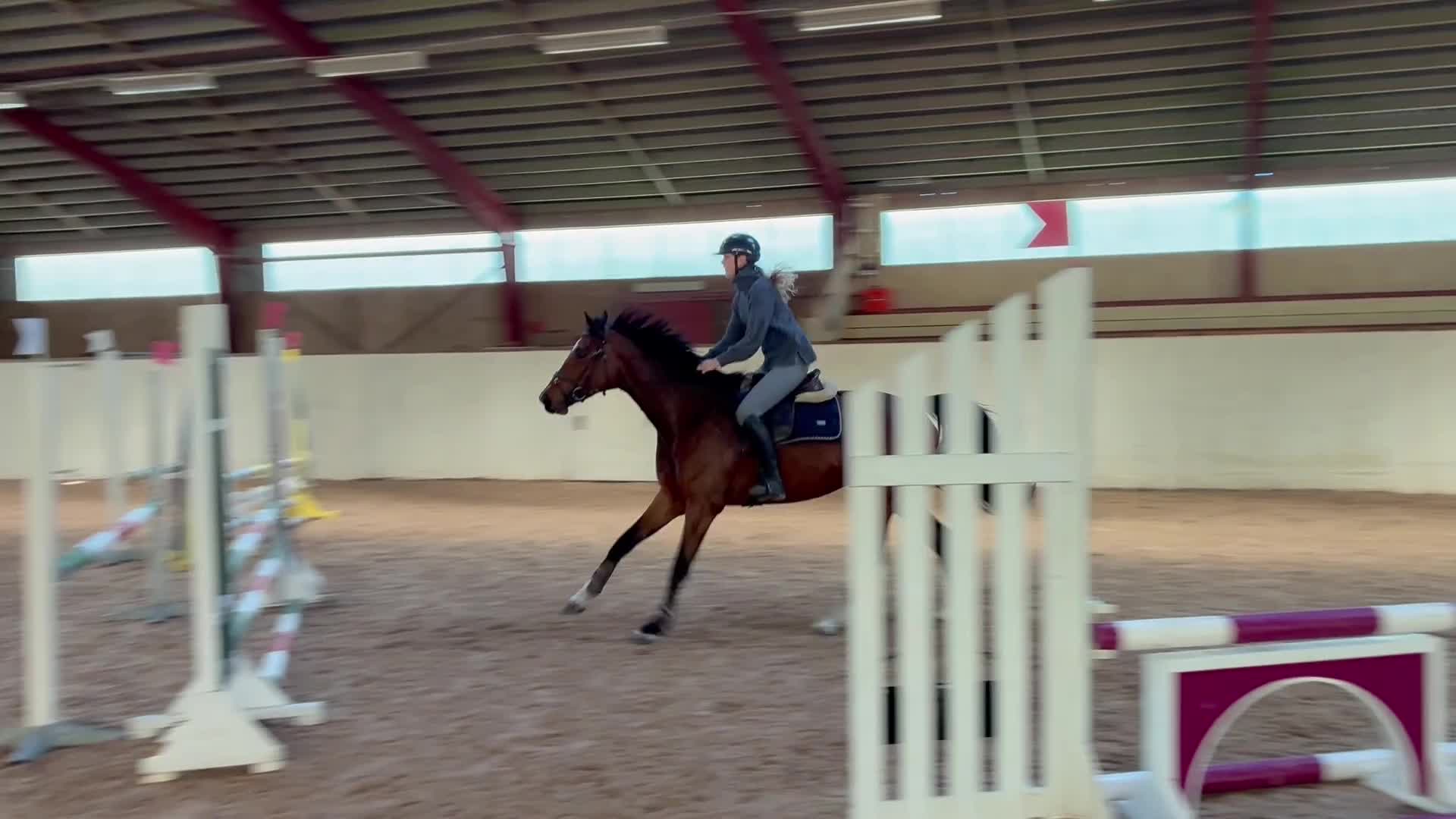 Hoppning hästar till salu: Talangfullt sto e: Conthargos- Balou du Rouet  - Video 2