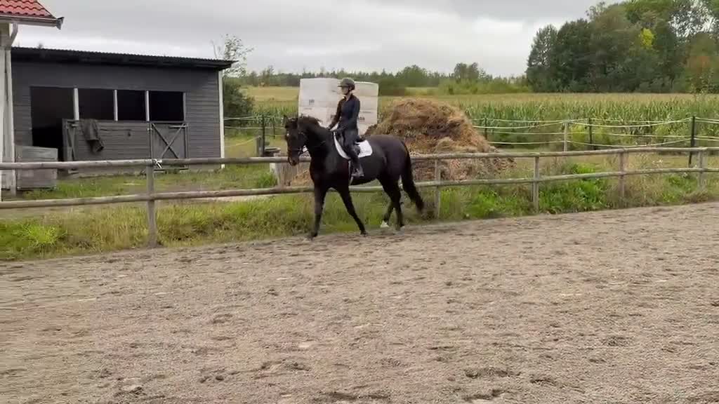 Dressyr hästar till salu: Supertrevligt välstammat sto - Video 1