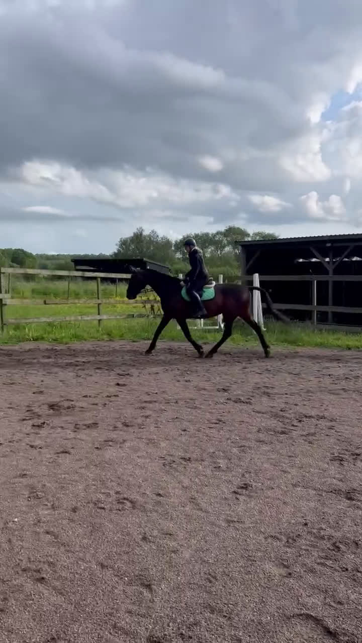  medryttarhäst sökes: Trygg hopphäst sökes för lektioner.  - Video 2