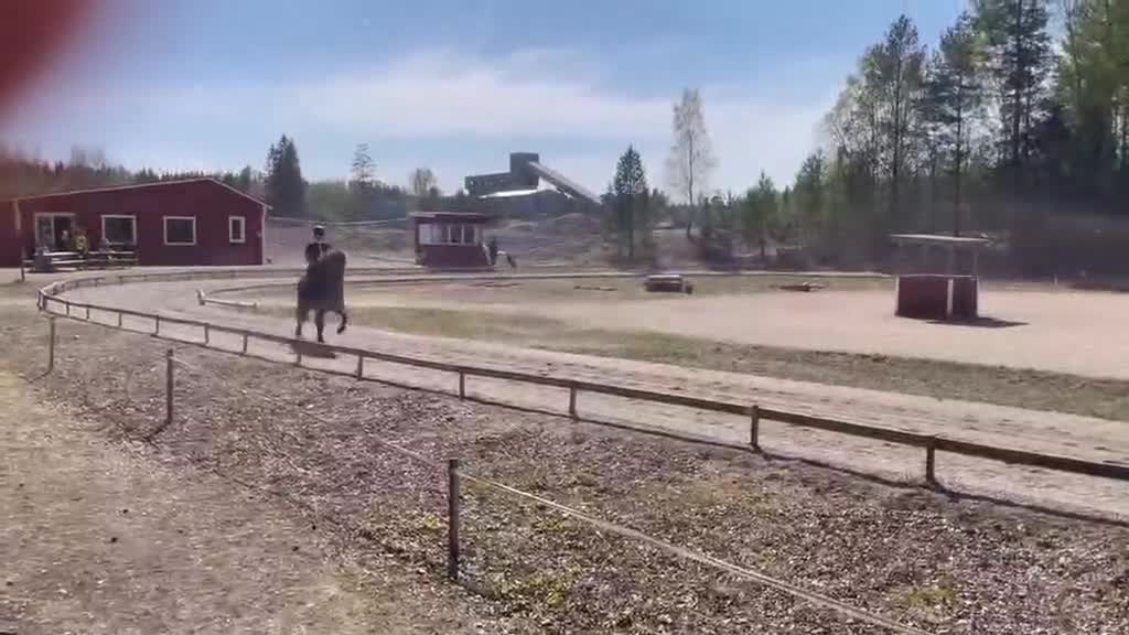 Island hästar till salu: Vackra Alda - Video 2