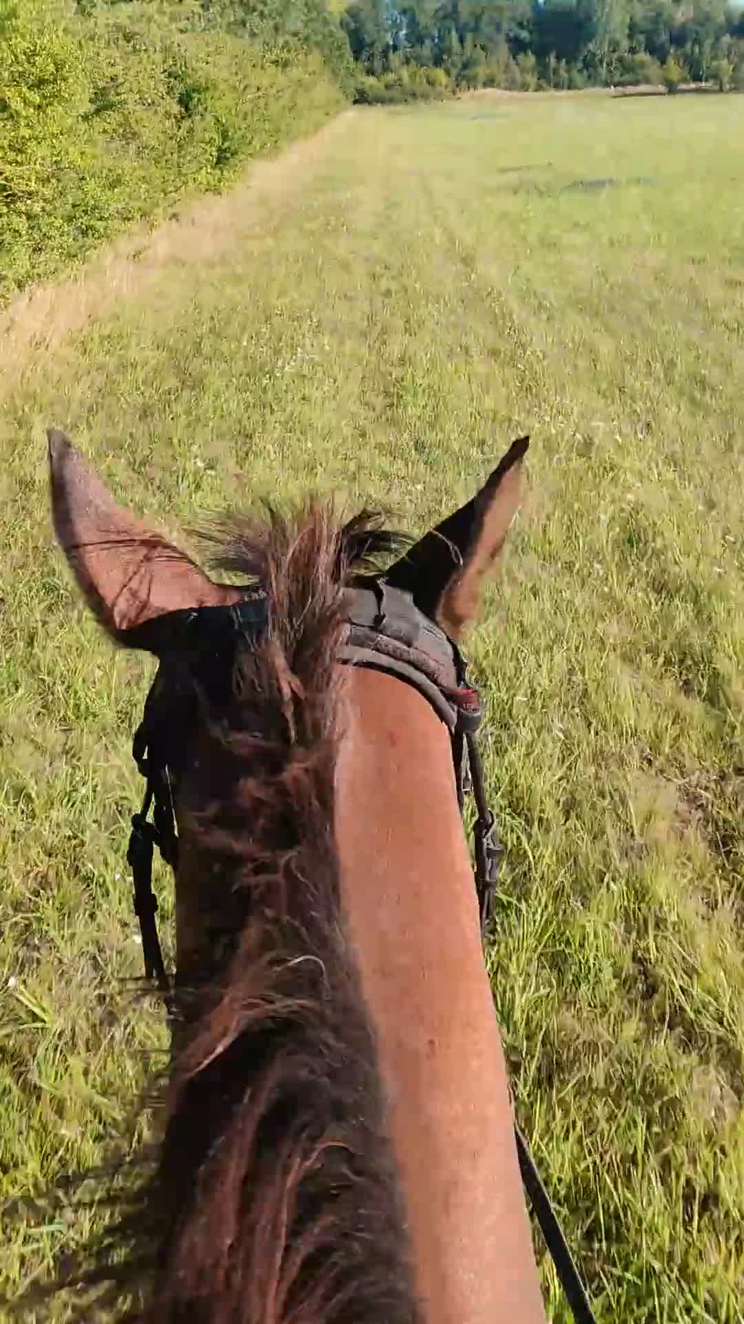 Dressyr hästar till salu: Fantasisk dressyrhäst för alla typ ryttare - Video 2