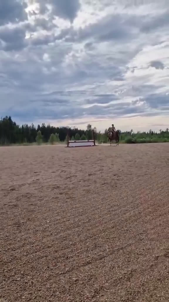 Allround hästar till salu: Vackert newforeststo född 2018 - Video 3