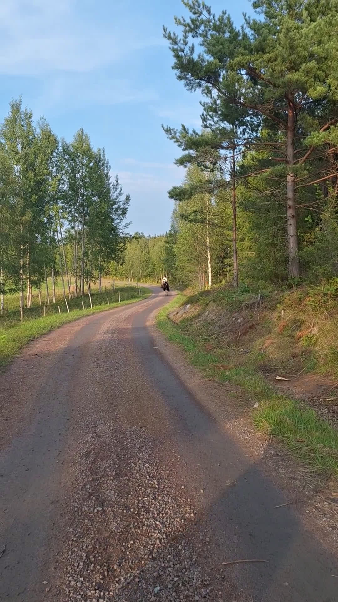 Allround hästar till salu: Mysig skogsmulle i Ljusterö - Video 1