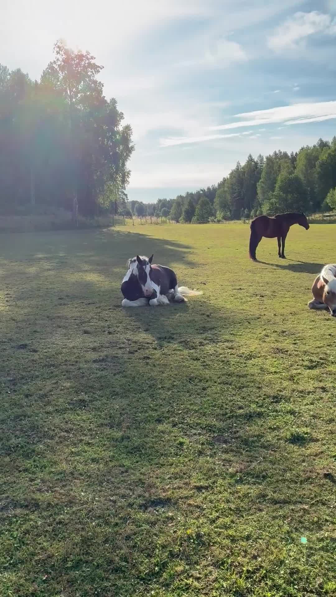  stallplats finnes: Boxplats - Video 2
