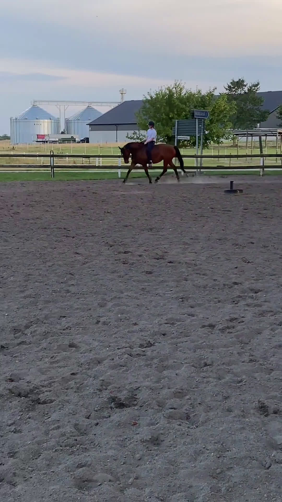 Allround hästar till salu: Fantastiskt sött sto i Tomelilla - Video 2