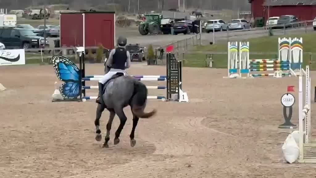 Hoppning hästar till salu: 4-årigt sto e. Silber sky - Video 1