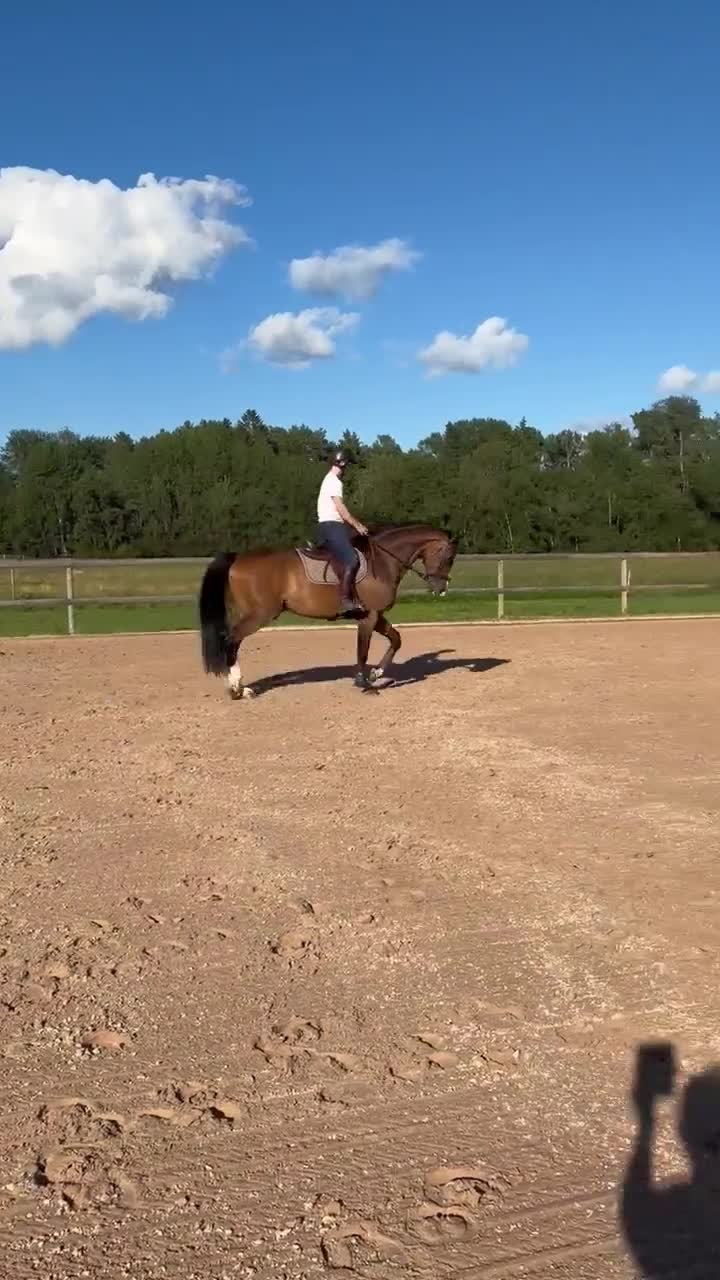 Allround hästar till salu: Mjuk och trevlig valack - Video 3