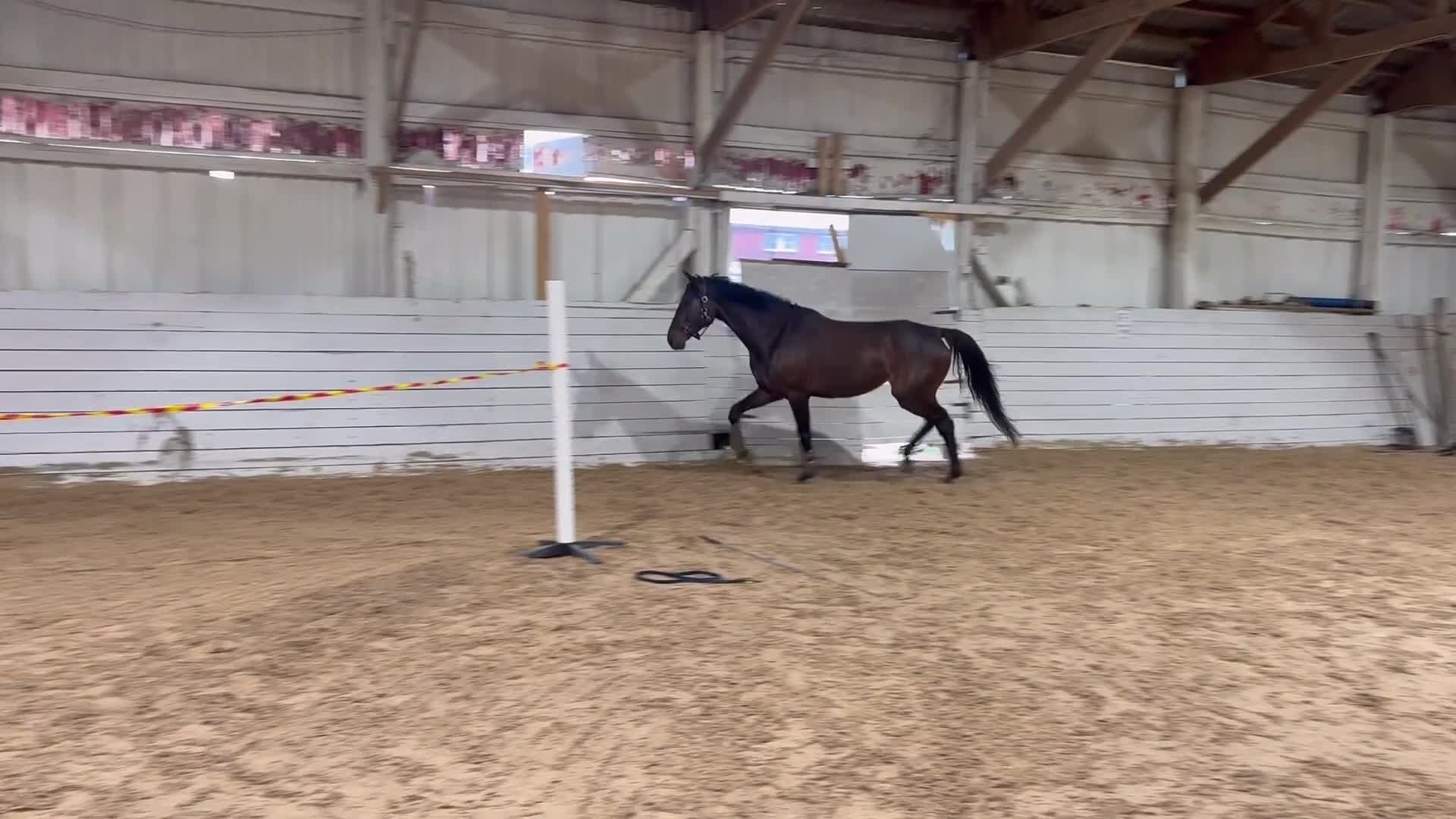 Hoppning hästar till salu: Trevligt sto - Video 1