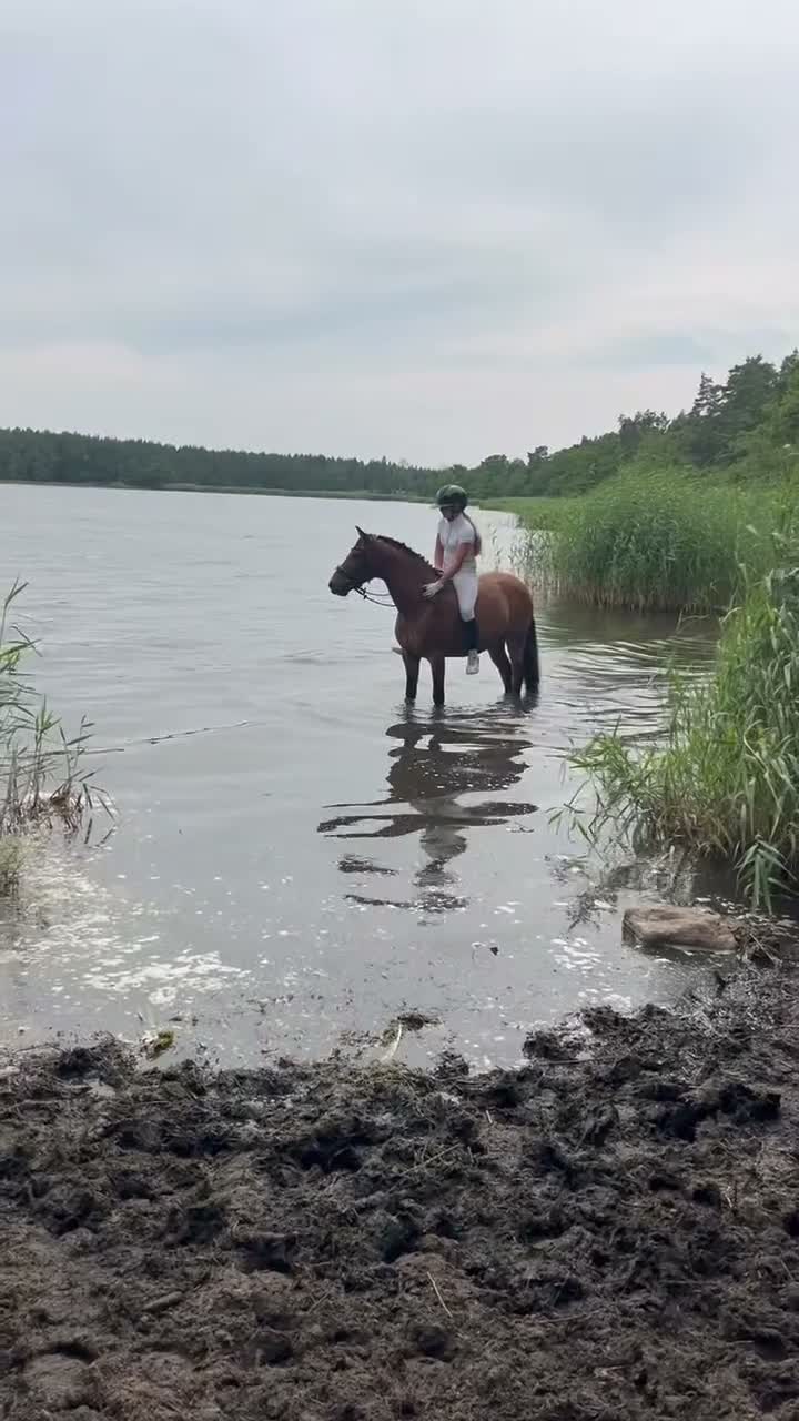 Dressyr hästar till salu: Dressyrponny/lyxig hobbyhäst  - Video 1