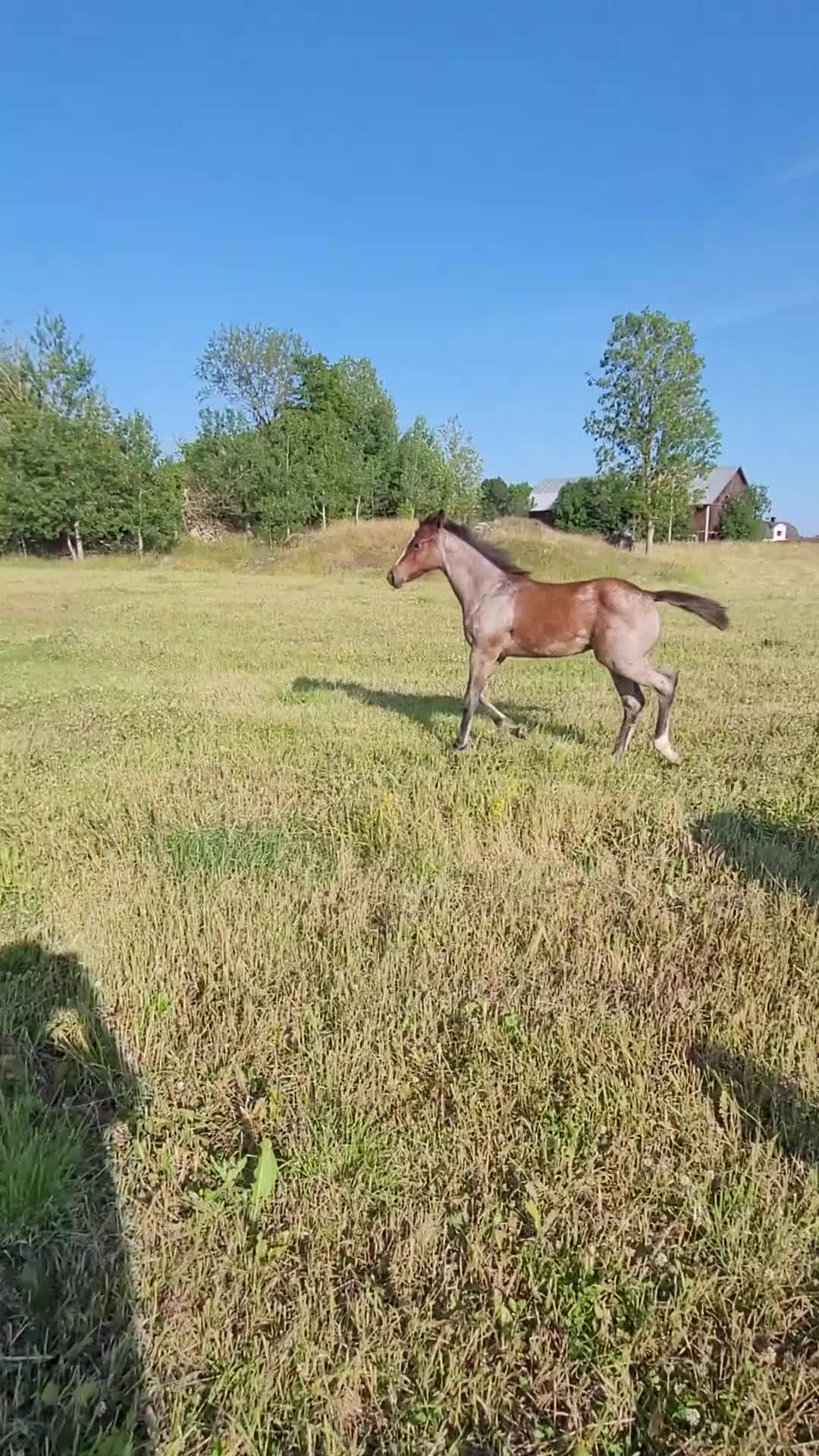 Western hästar till salu: Sötaste quarter ungen i flocken  - Video 2