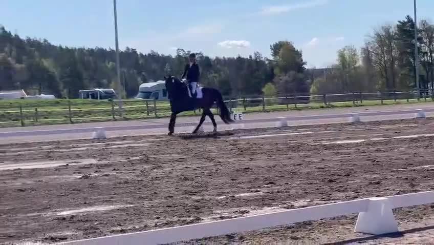 Dressyr hästar till salu: Dressyrhäst söker hem omgående! - Video 3
