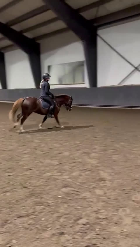 Allround hästar till salu: Kul kat.3 ponni selges i Sandefjord - Video 3