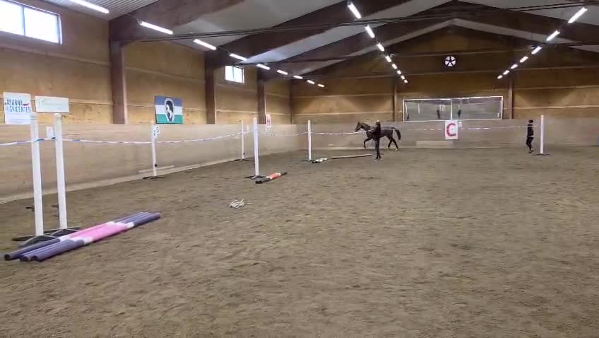 Hoppning hästar till salu: Välstammad hopptalang - Video 3