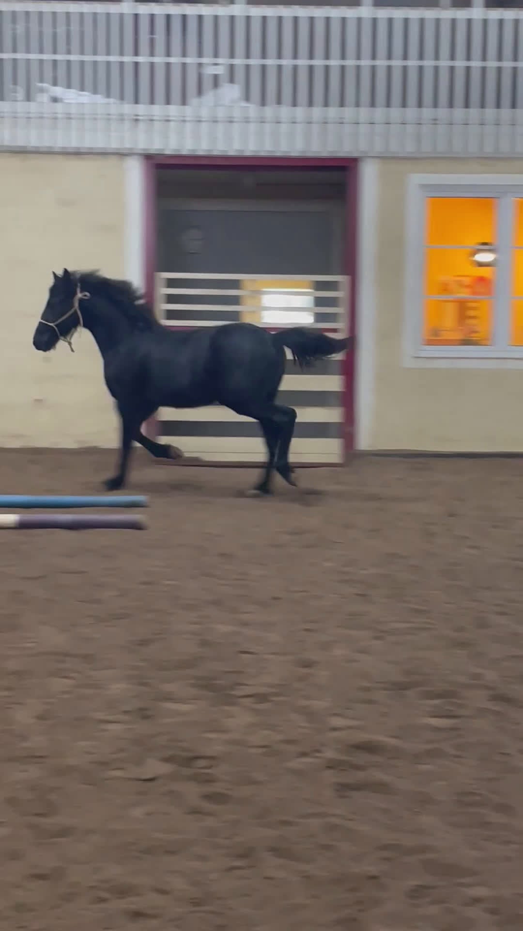 Allround hästar till salu: Snygg kille! i Grästorp - Video 2