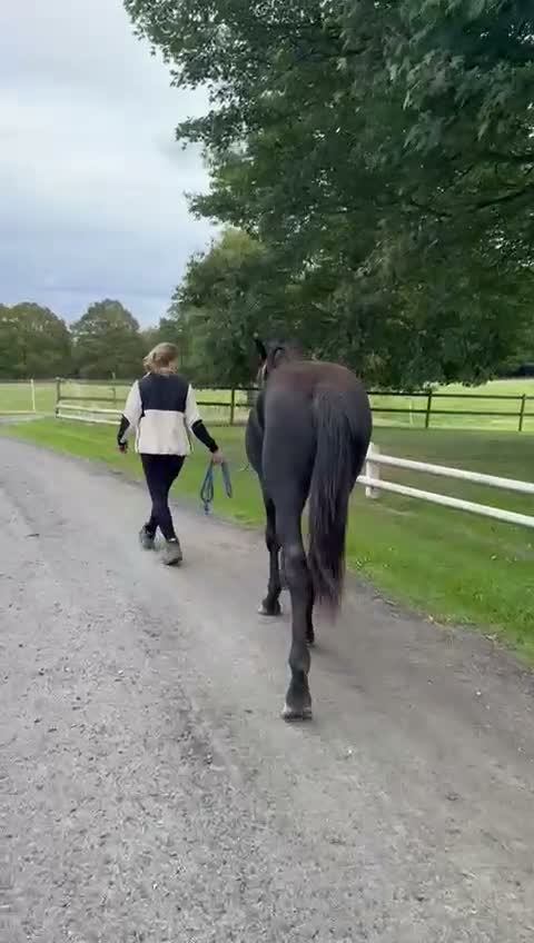 Dressyr hästar till salu: Snygg liten gångartsvalack - Video 2