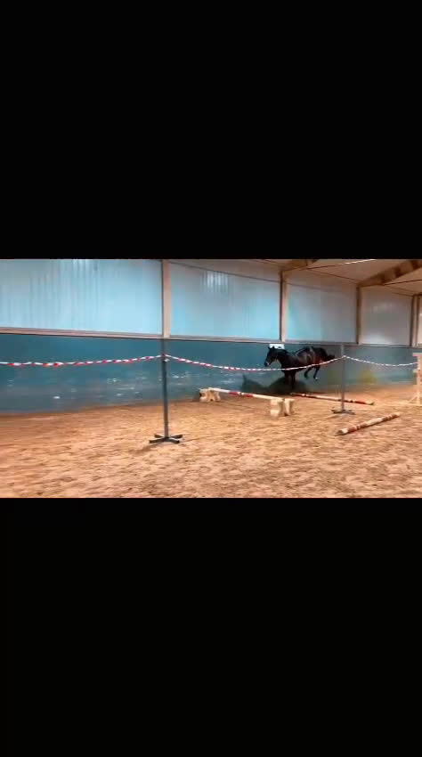 Hoppning hästar till salu: Sto för framtiden!   - Video 1