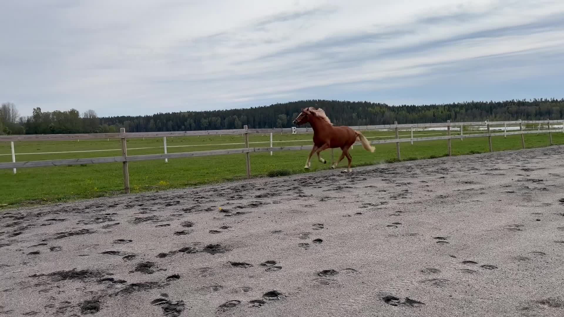 Allround hästar till salu: Unik 3-åring - Video 2