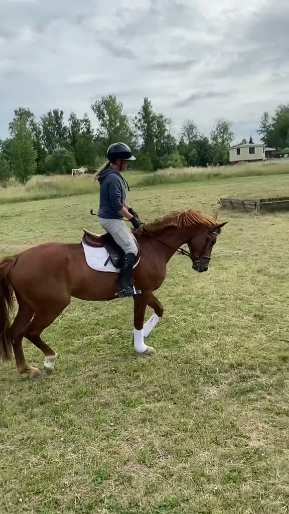Hoppning hästar till salu: Fin femåring för framtiden  - Video 1