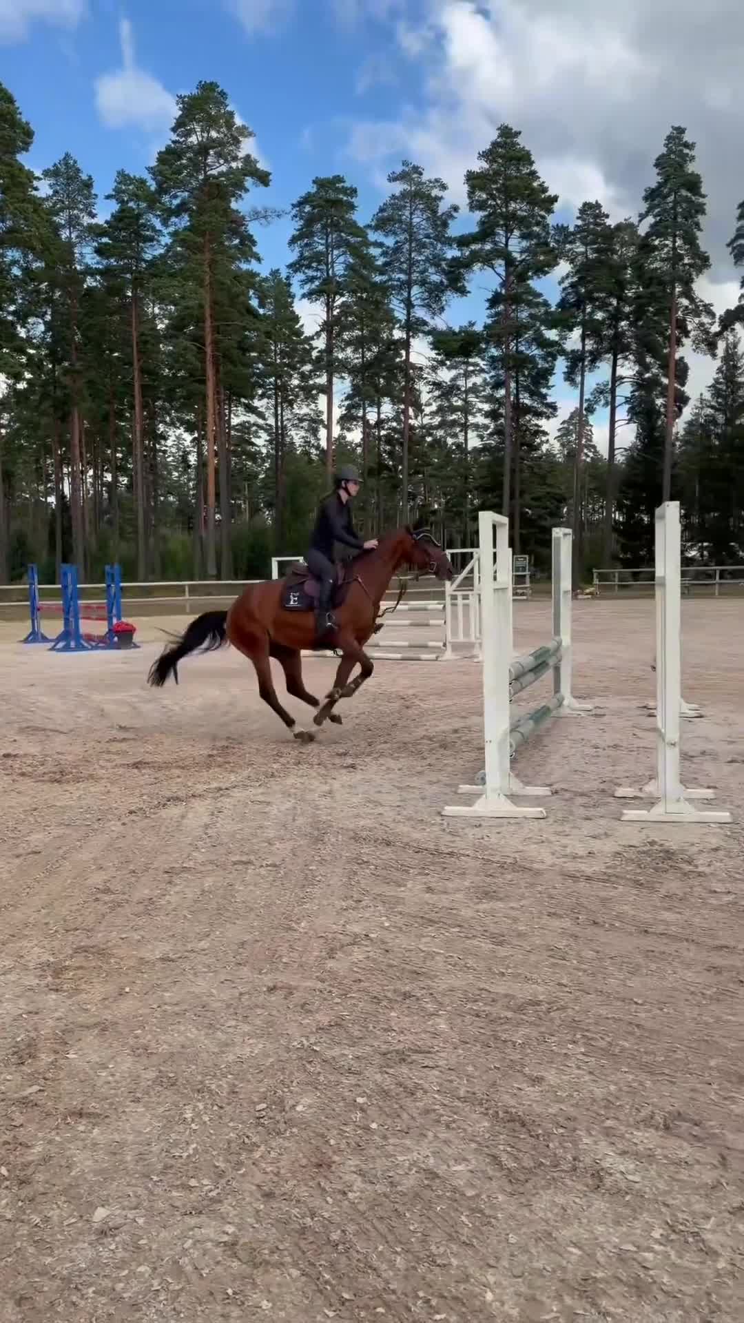 Hoppning hästar till salu: Superfin tävlingsponny  - Video 1
