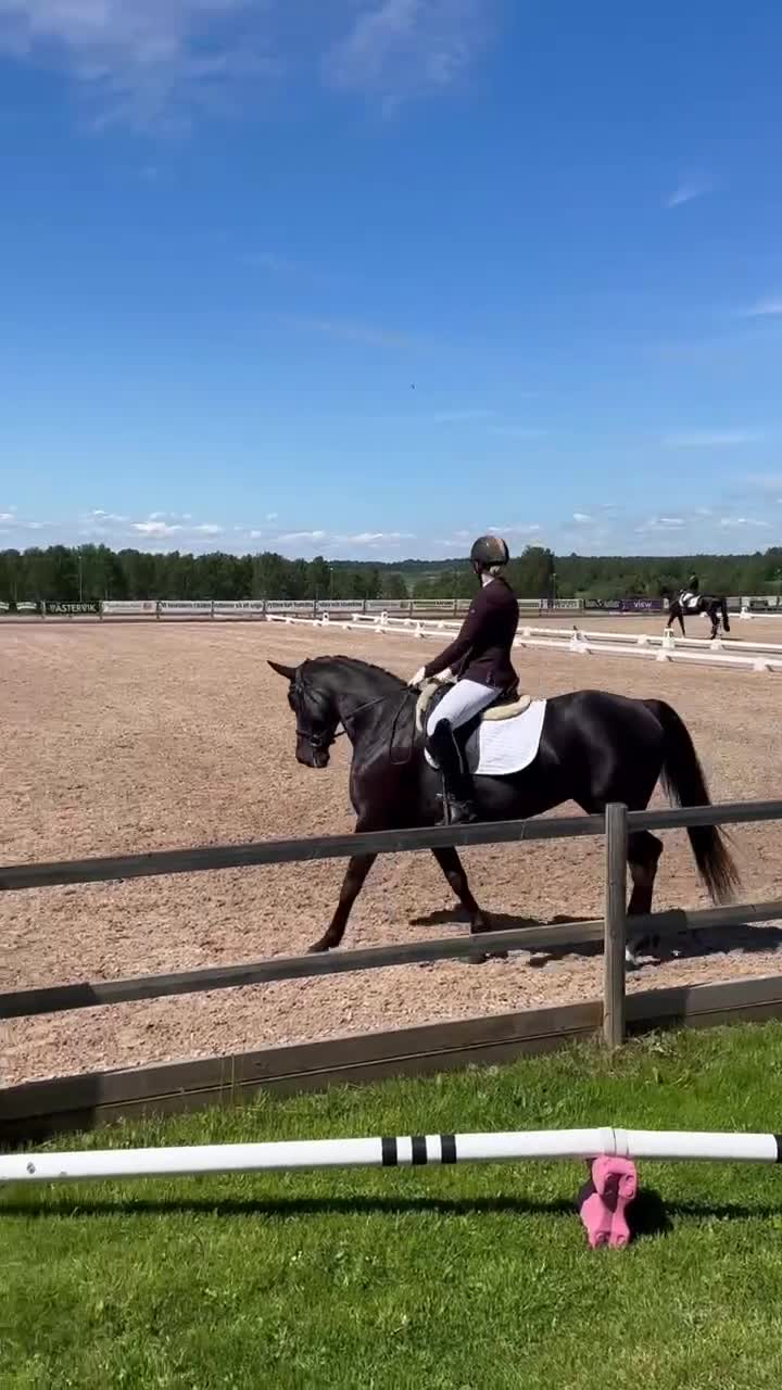 Dressyr hästar till salu: Trevligt sto med energi - Video 3