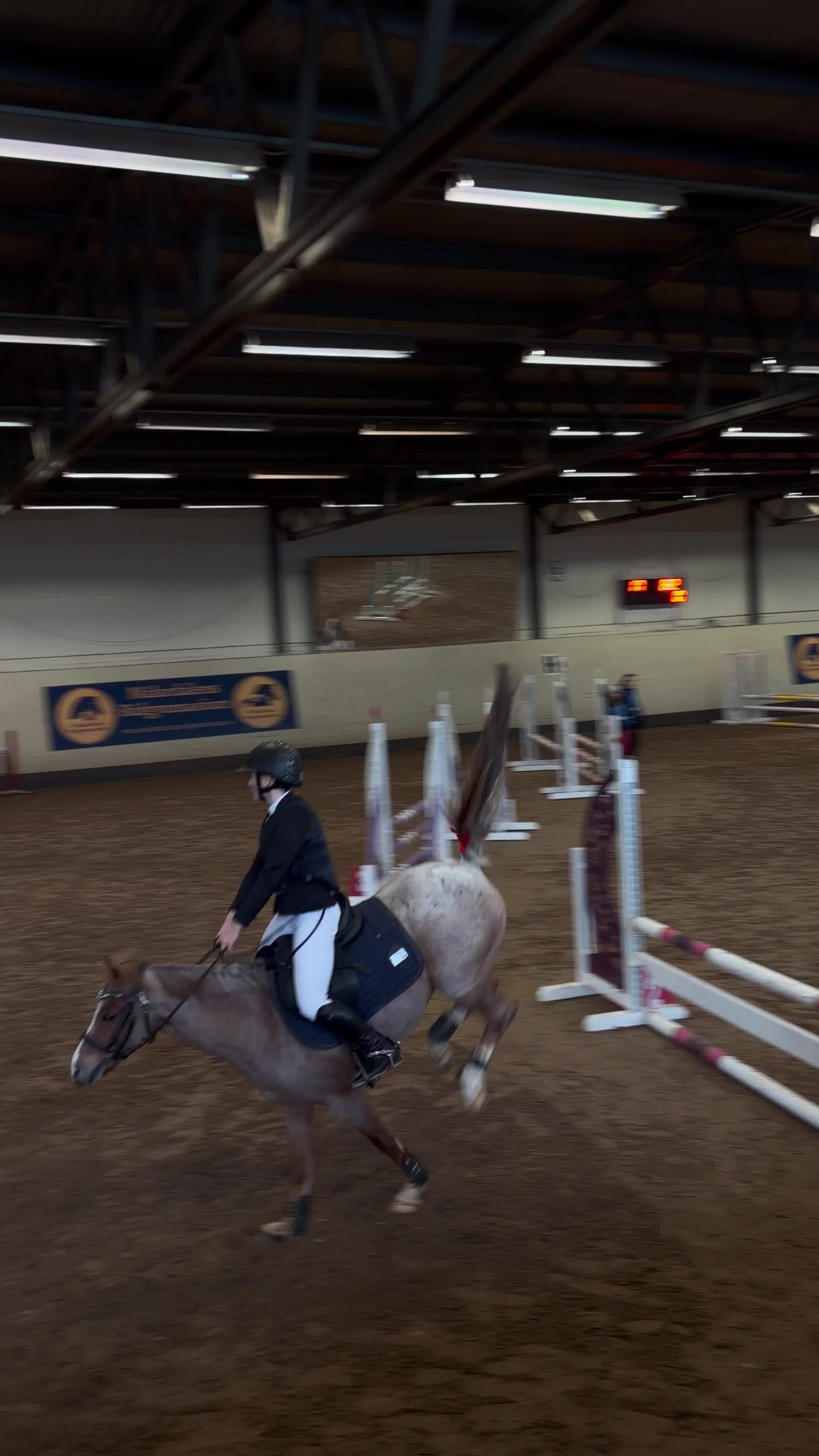 Hoppning hästar till salu: En bästa vän - svenskfödd Welsh ponny  - Video 1