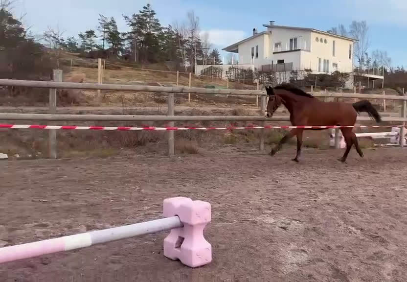 Hoppning hästar till salu: Fyraårssto e: Crusader Ice ue: Careful  - Video 3