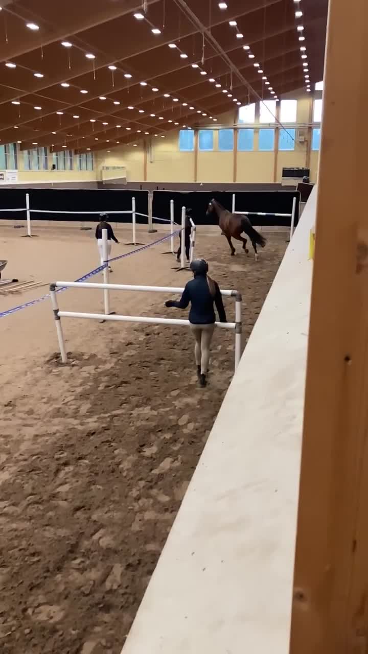 Allround hästar till salu: 5-årigt sto e. Cabachon - Video 2