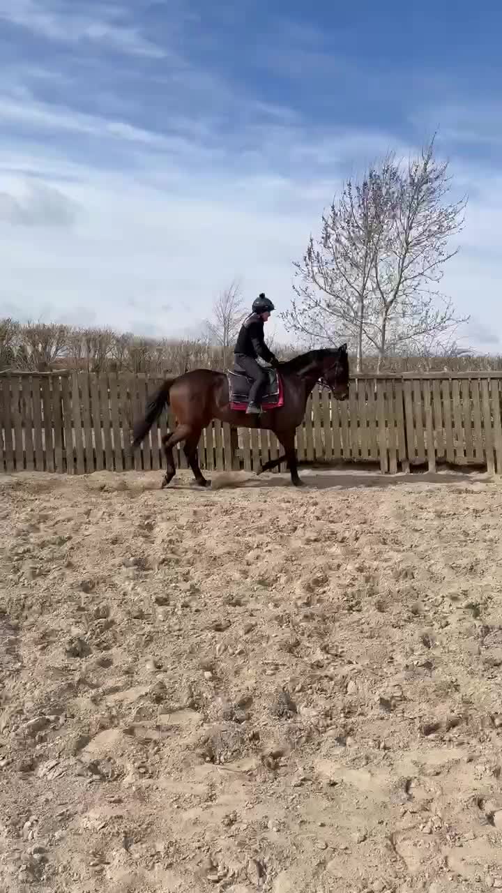 Allround hästar till salu: Fullblod med förutsättning till vad man vill. - Video 4