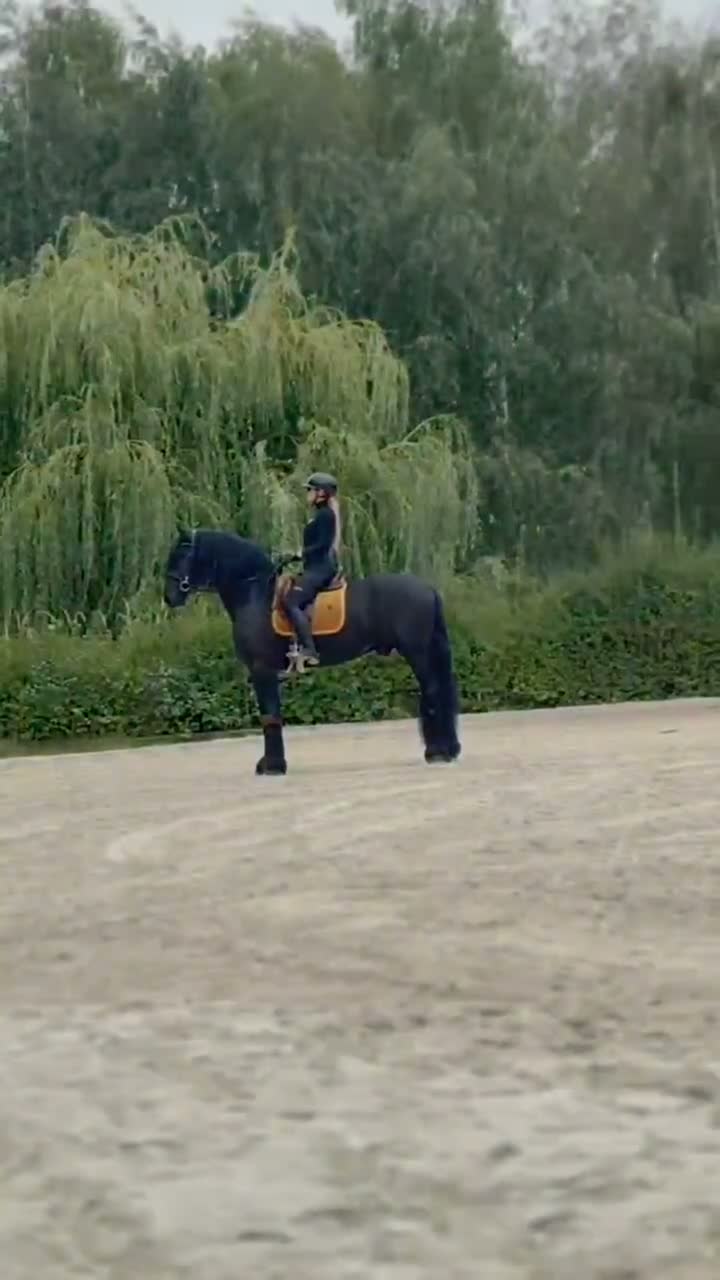 Dressyr hästar till salu: Amazing fresian! Perfect familly horse or sport - Video 2