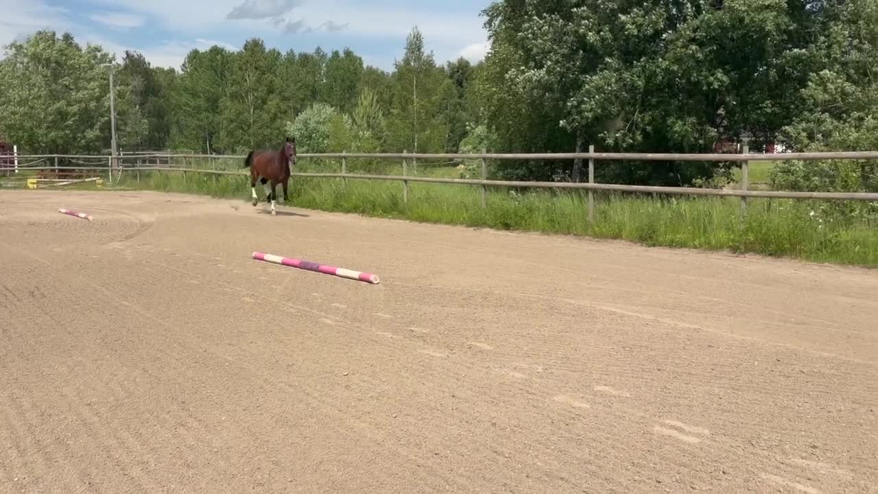 Dressyr hästar till salu: Lovande unghäst! - Video 1