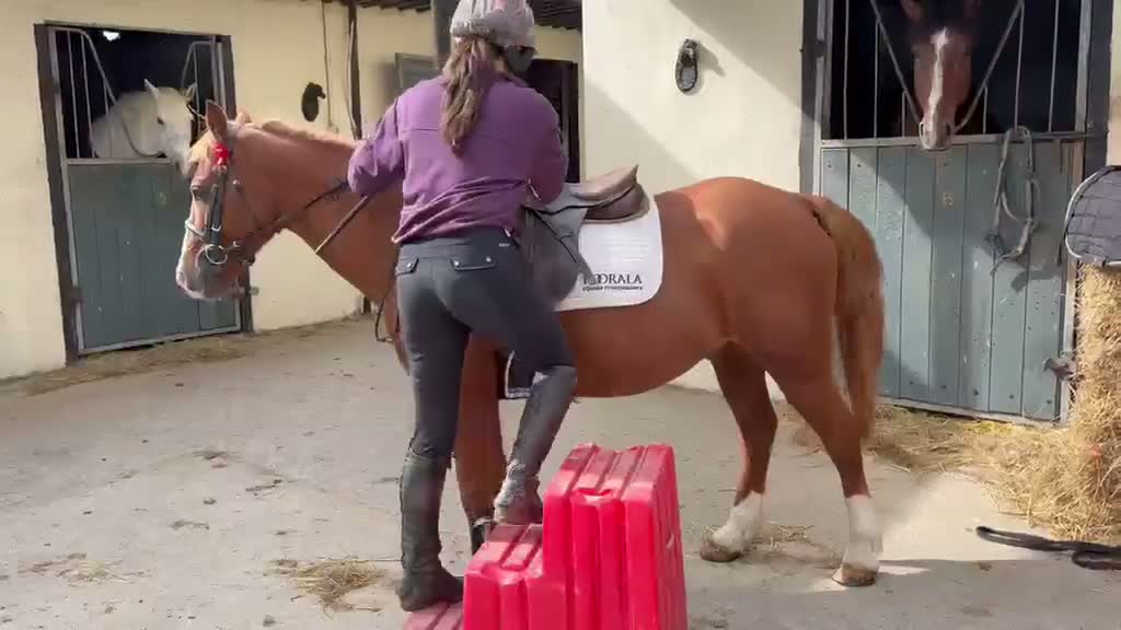 Allround hästar till salu: Alrounder Pony  - Video 5