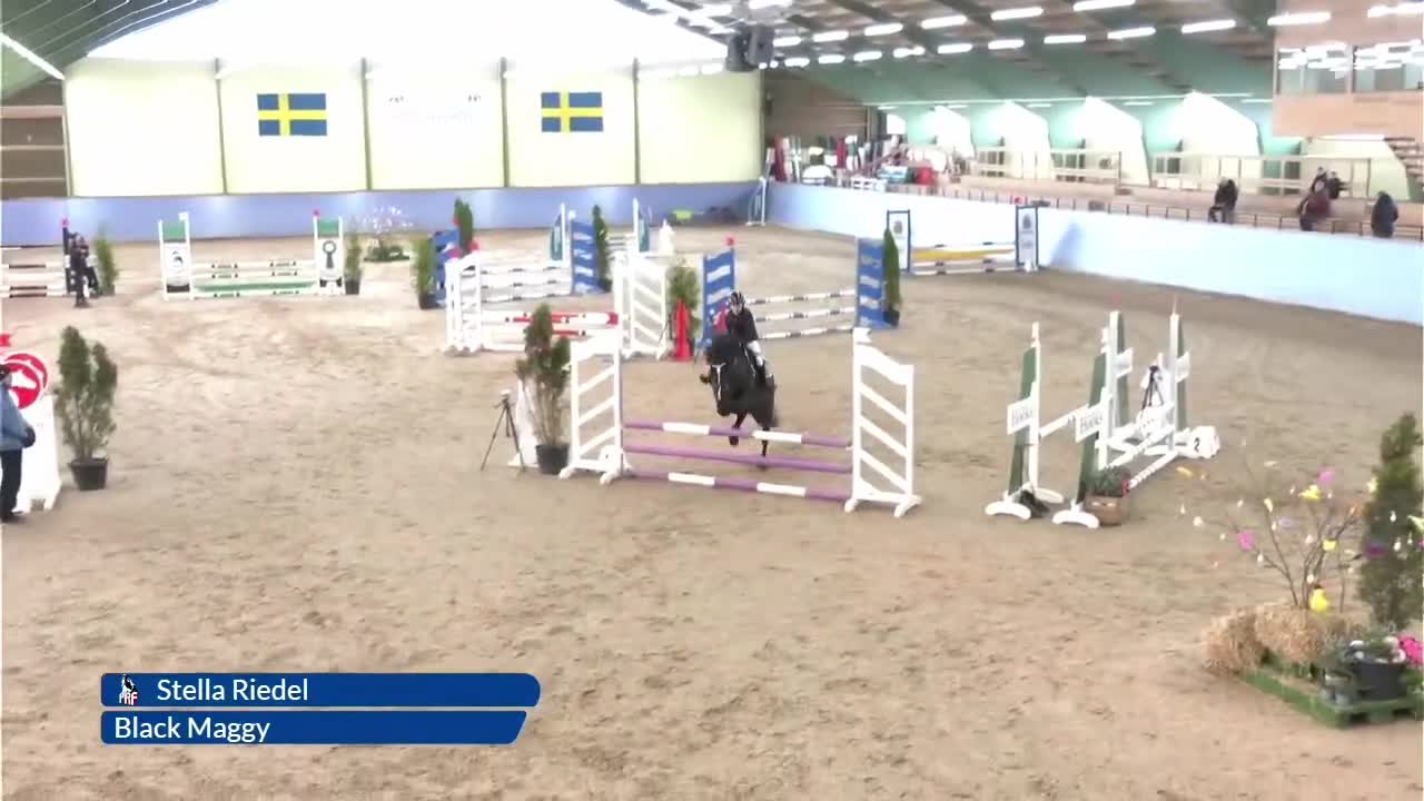 Hoppning hästar till salu: En riktig drömponny - Video 1