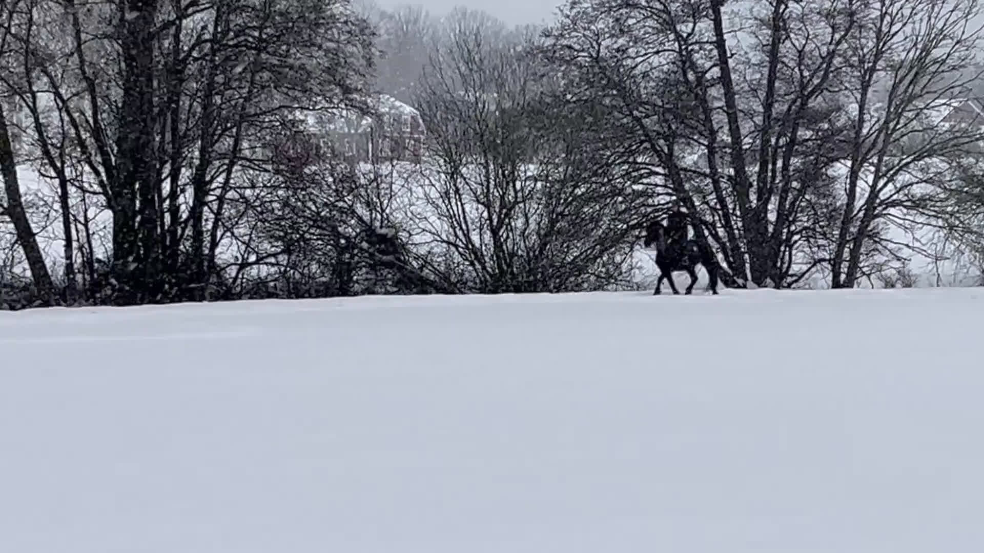 Allround hästar till salu: Modigt kallblodssto i Värmdö - Video 4