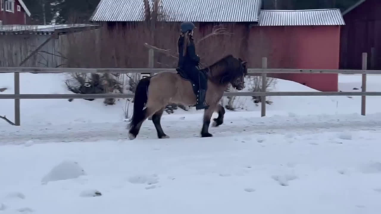 Island hästar till salu: Vacker fyrgångs valack med häftig färg X faktor i Gimo - Video 3