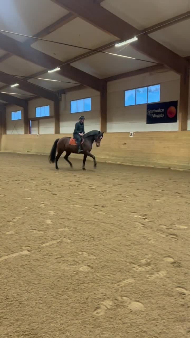 Dressyr hästar till salu: Madison i Hajom - Video 2