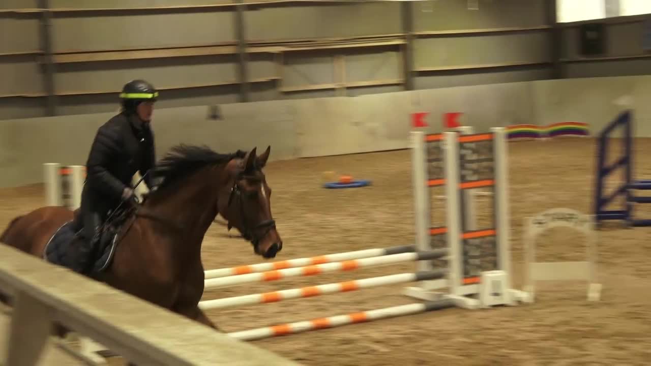 Allround hästar till salu: Hopp/dressyrämne - Video 4