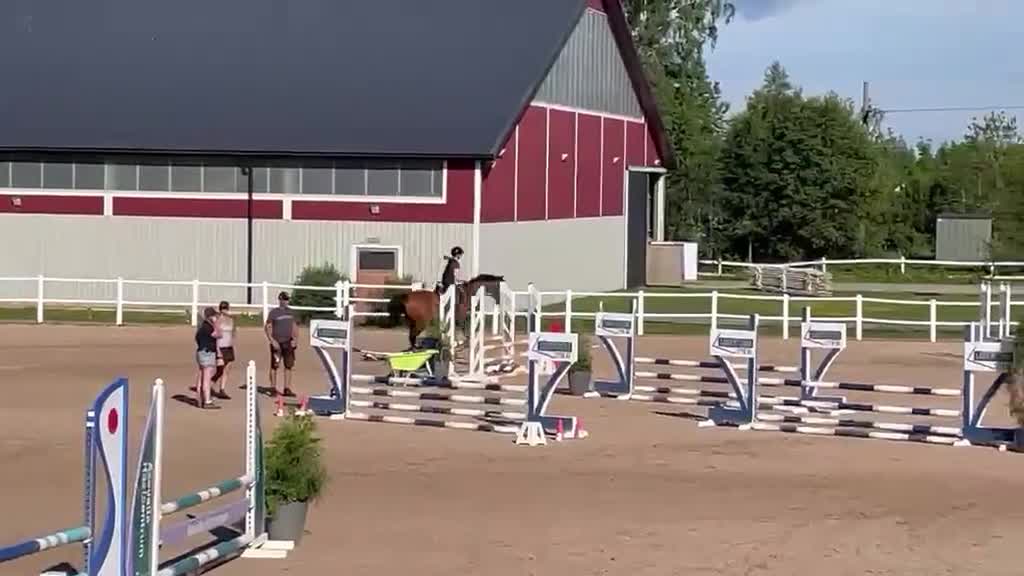 Allround hästar till salu: Trevlig Valack - Video 1