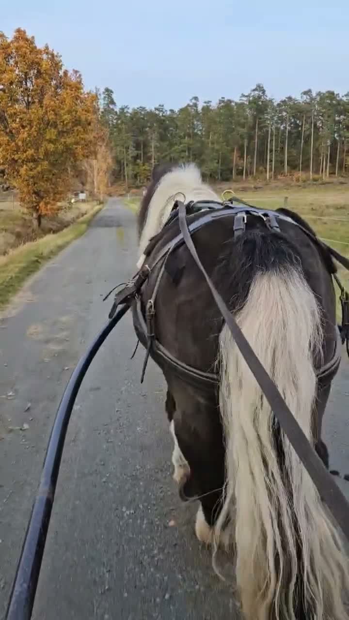 Körning hästar till salu: *reserverad* Snällaste ponnyn - Video 4