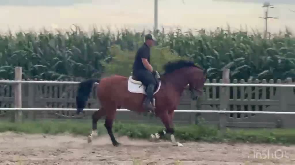 Allround hästar till salu: Quality Bay Recreational Gelding – Rubik - Video 2