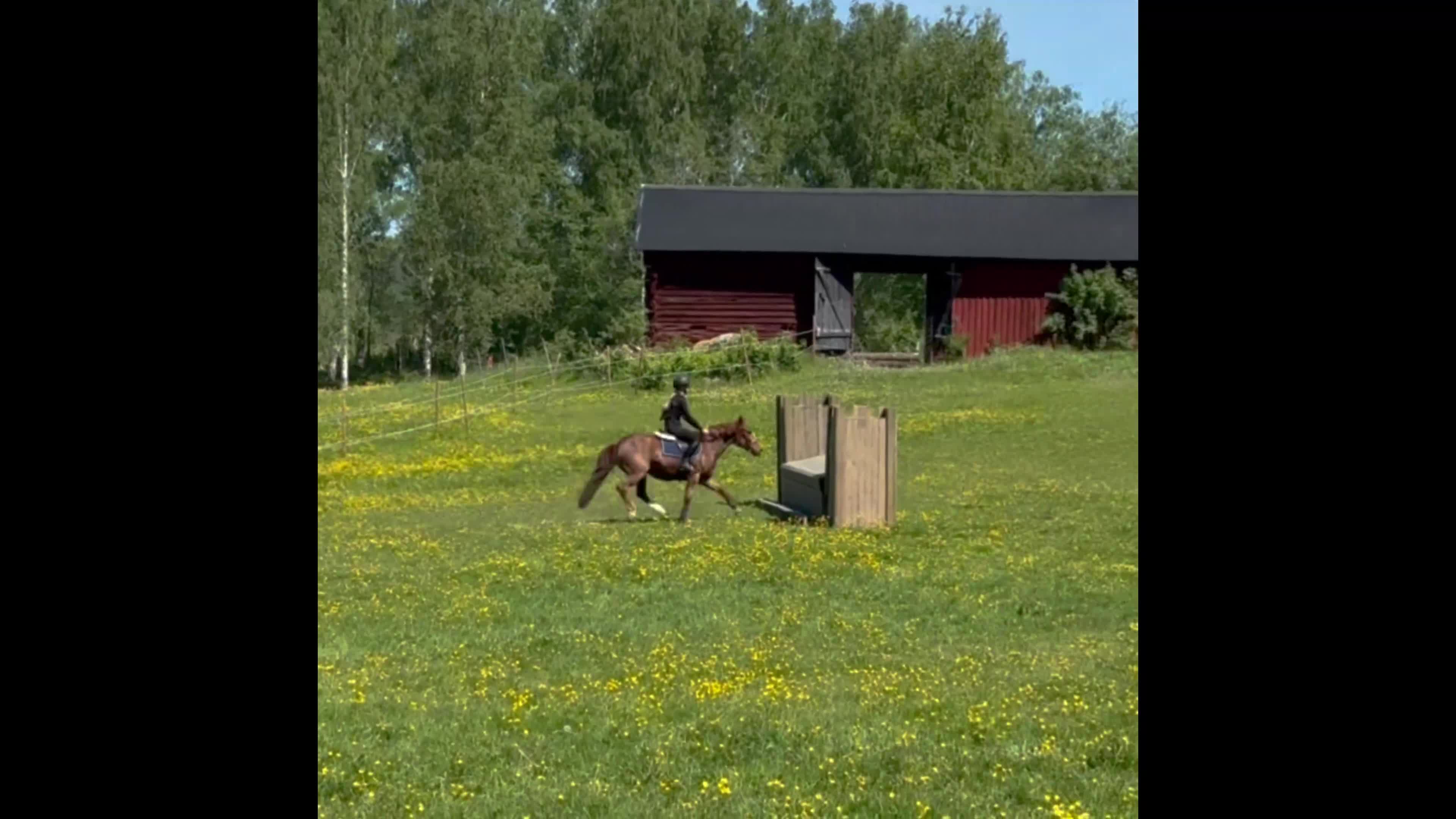 Allround hästar till salu: Bästa allround ponnyn - Video 2