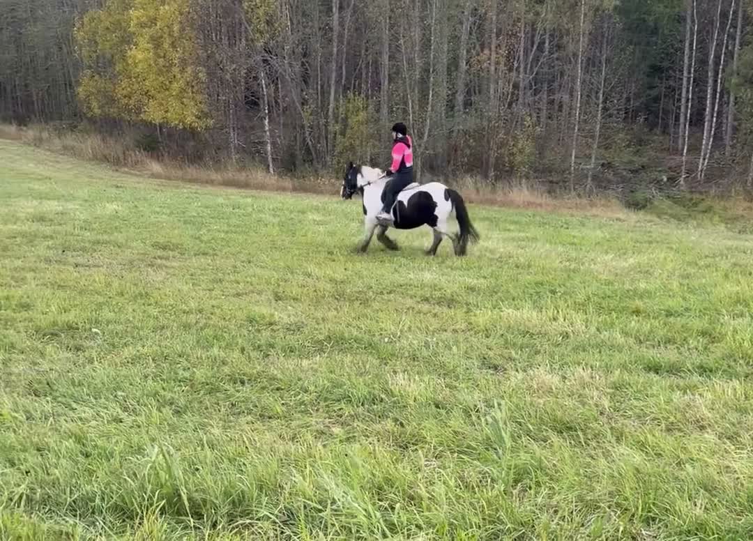 Allround hästar till salu: Genomsnäll 10 årig cobponny - Video 2