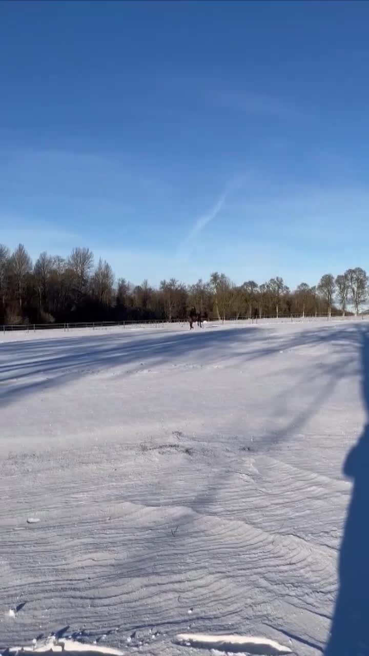  medryttarhäst finnes: Snäll äldre läromästare i Siljansnäs - Video 1