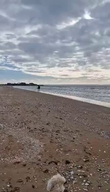 Allround hästar till salu: Pigg och glad häst som lämnar travbanan  i Halmstad - Video 1